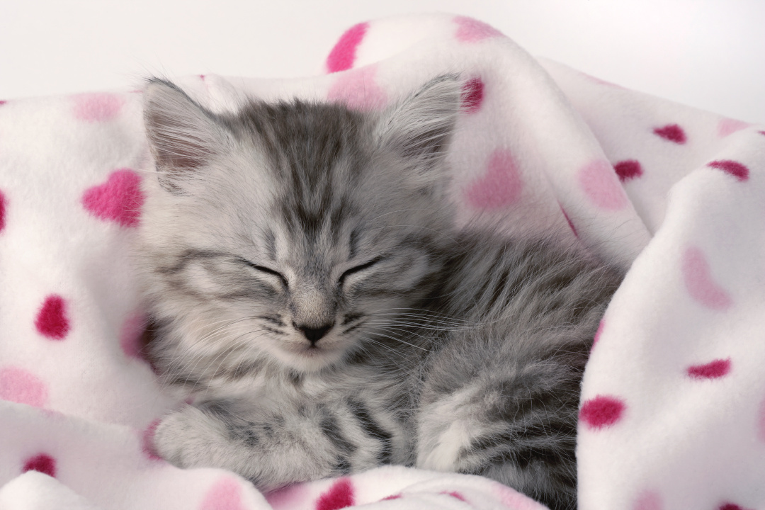 Un petit chat grâcieux endormi dans une couette