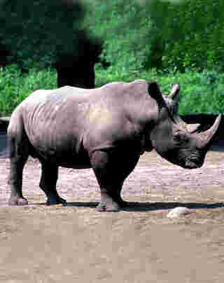 Un rhinocéros