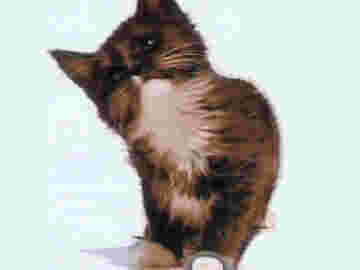 Chaton qui lèche une vitre