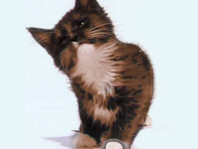 Chaton qui lèche une vitre