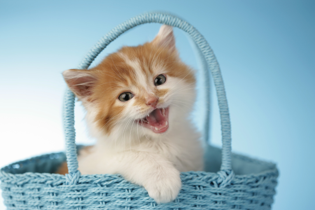 Un chaton aux dents très crochues