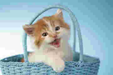 Un chaton aux dents très crochues