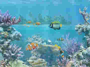 Vidéo relaxation 1 : La flore sous-marine