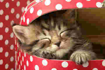 Un petit chat mignon endormi dans sa jolie boite