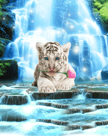 Tigreau blanc trop chou pleure à chaudes larmes