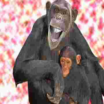 Maman singe chante une petite berceuse à son petit