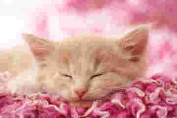 Un chaton paresseux endormi sur son tapis