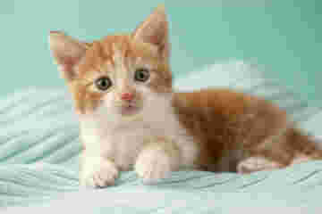 Un chaton très espiègle sous ses airs angéliques