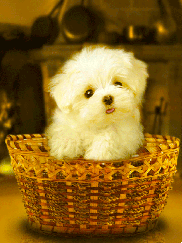 Bichon dans son panier lèche écran