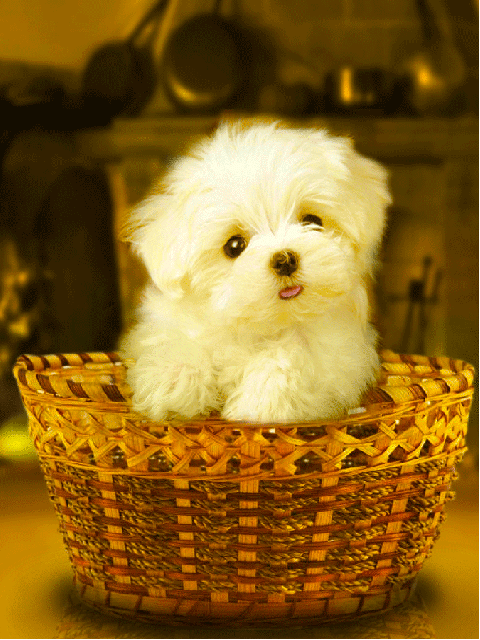 Bichon dans son panier lèche écran