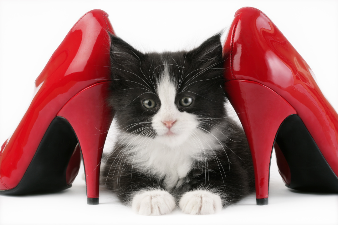 Chaton séducteur au milieu des talons aiguilles