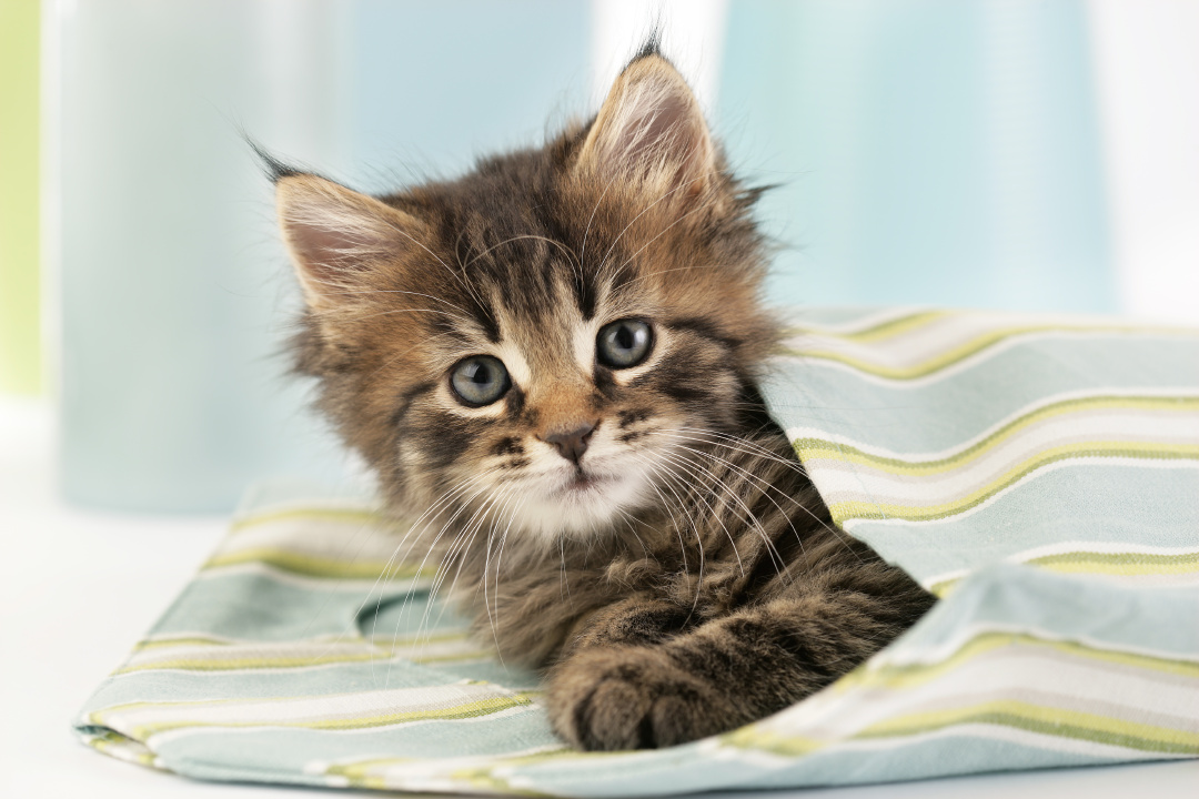 Un petit Maine Coon au regard effarouché