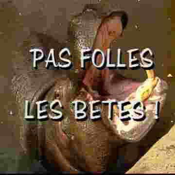 Générique des animaux sauvages