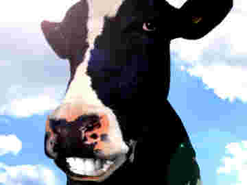 Chanson par une vache