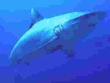 Le prédateur de la mer, le requin blanc