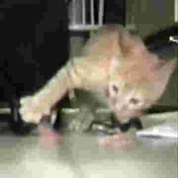 Chat égoiste et son ami le chien!