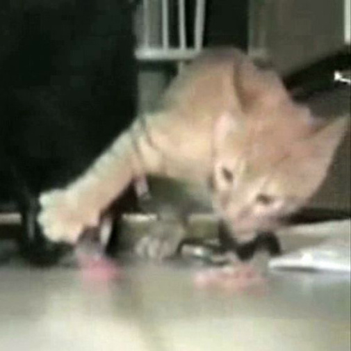 Chat égoiste et son ami le chien!