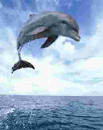 Dauphin fait son show exclusivement pour toi