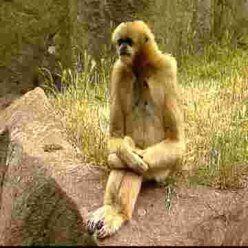 Une journée bien remplie : Comment se passe la journée des animaux !