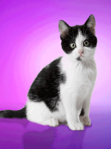 Chaton doigt d'honneur