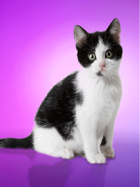 Chaton doigt d'honneur