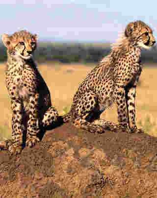 Deux guépards sur un rocher
