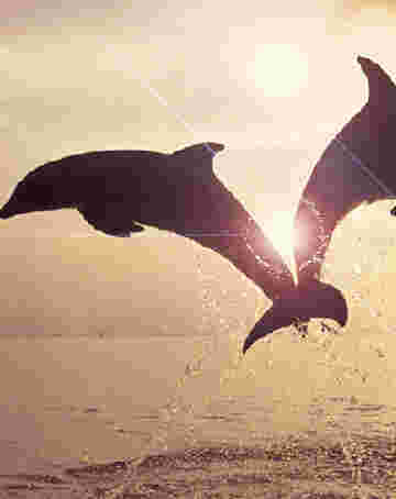 Acrobaties dauphins au coucher du soleil