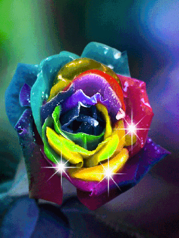 Rose brillante multicolore