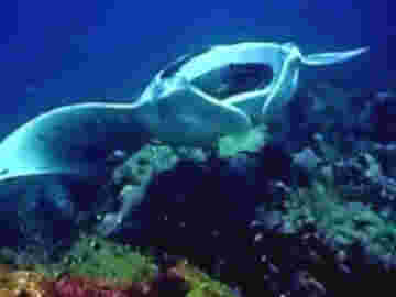 Le vol majestueux des Raies Manta