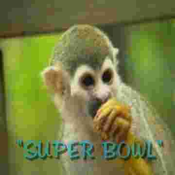 Willie le wistiti vous présente en direct le Super Bowl!