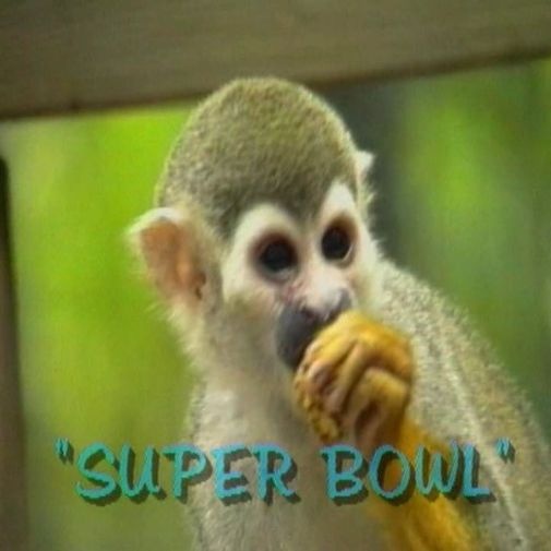 Willie le wistiti vous présente en direct le Super Bowl!