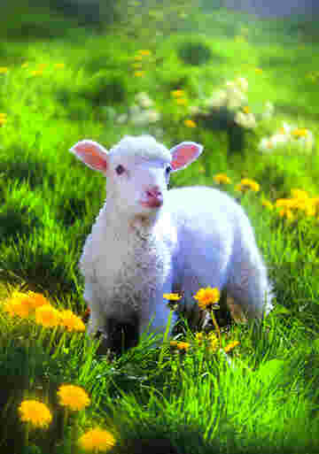 Agneau doux dans une vallée fleurissante