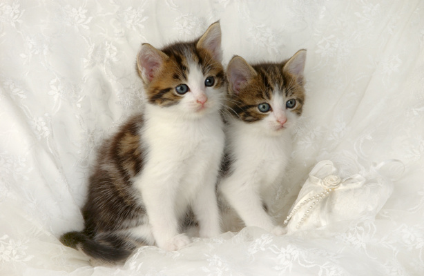 Deux chatons calins t'attends patiemment