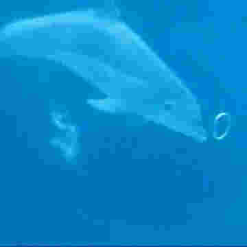 Des dauphins s'amusent avec des bulles sous l'eau!