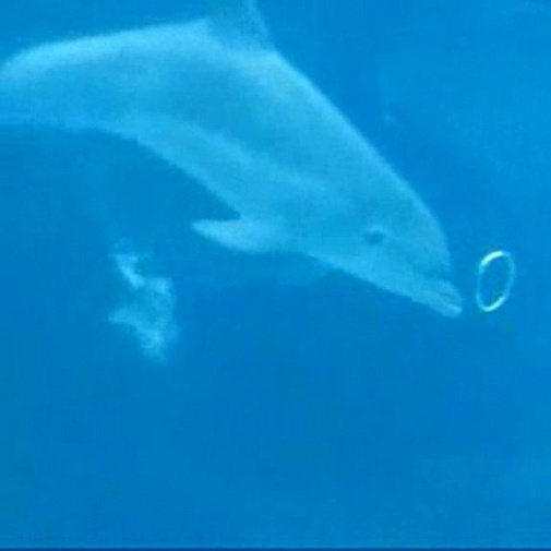 Des dauphins s'amusent avec des bulles sous l'eau!