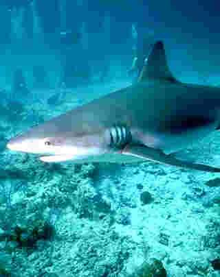 Un requin N°2