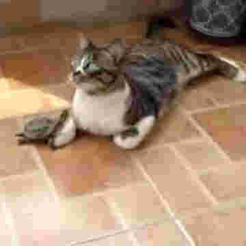 Tortue espiègle jouant avec le chat grincheux!