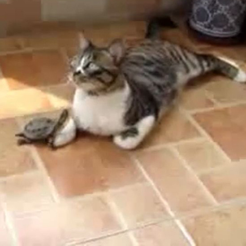 Tortue espiègle jouant avec le chat grincheux!