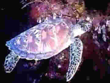 La tortue luth évolue paisiblement dans les profondeurs des océans