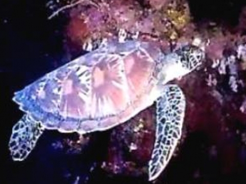 La tortue luth évolue paisiblement dans les profondeurs des océans