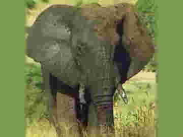 L'extraordinaire faune qui peuple la savane