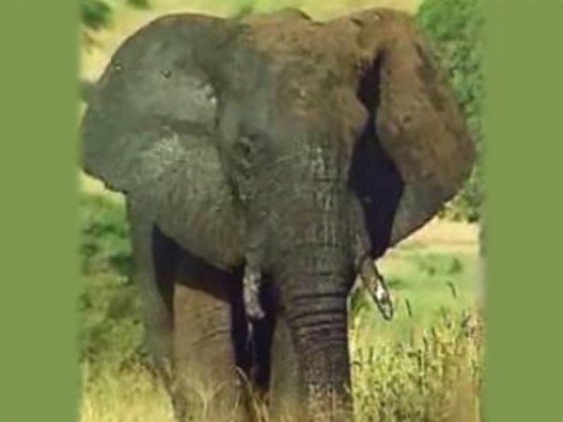 L'extraordinaire faune qui peuple la savane