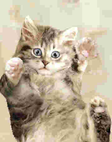 Chat trognon glisse sur ton écran