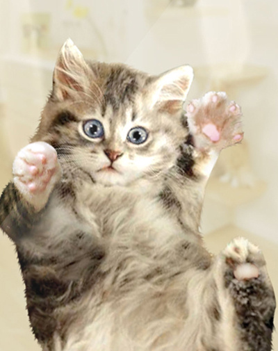 Chat trognon glisse sur ton écran