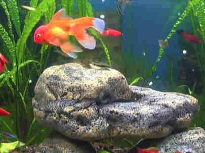Transforme ton mobile en aquarium de poissons!
