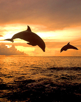 Dauphins 2