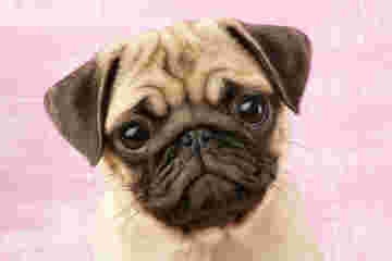 Un petit Carlin au regard attendrissant