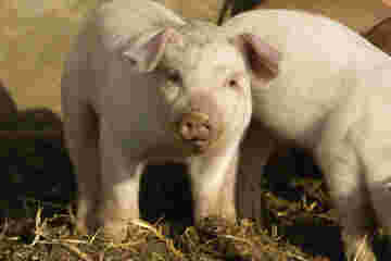 Un porcinet surpris en plein repas