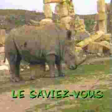 Saviez vous comment les rhinocéros du Péloponnèse procèdent..?