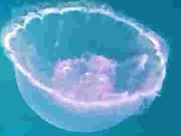 La méduse est un animal très redouté mais tellement beau